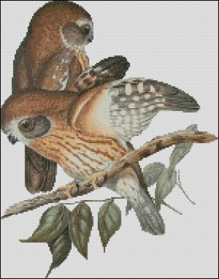 (image for) Boobook Owls