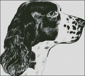 English Springer Spainel Head