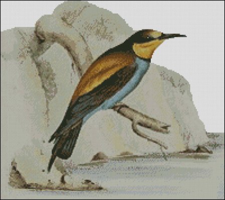 (image for) European Bee-eater