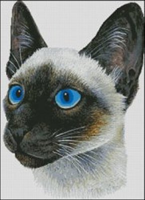 (image for) Siamese Cat - Medium