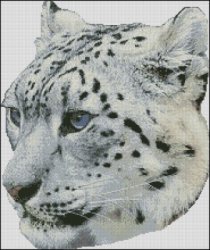 Snow Leopard Head